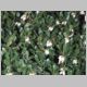 Arctostaphylos uva-ursi