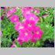 Petunia-Avalanche-'Rose'