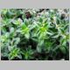 Thymus 'Longwood'